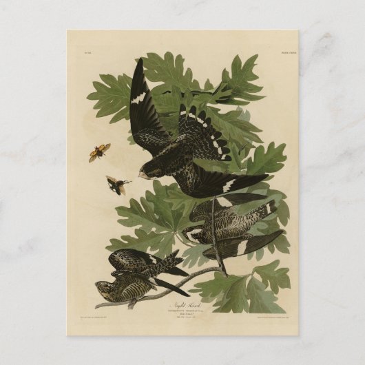 Night Hawk - John James Audubon's vogels in Amerik Briefkaart (Voorkant)