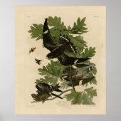 Night Hawk - John James Audubon's vogels in Amerik Poster (Voorkant)