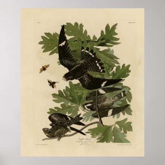 Night Hawk - John James Audubon's vogels in Amerik Poster (Voorkant)