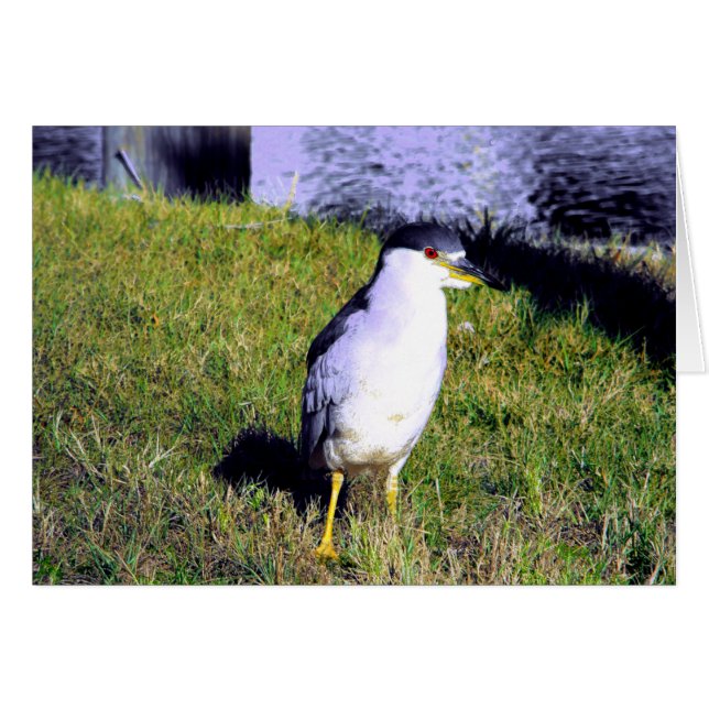 Night Heron (Voorkant Horizontaal)