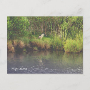 Night Heron Foto Briefkaart