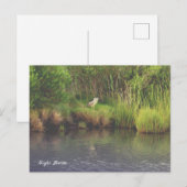 Night Heron Foto Briefkaart (Voorkant / Achterkant)