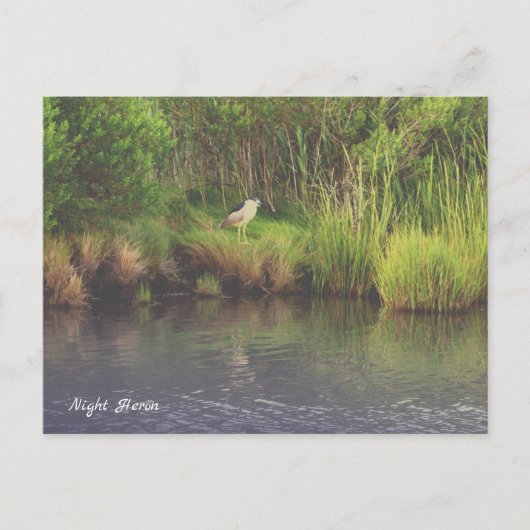 Night Heron Foto Briefkaart (Voorkant)