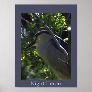Night Heron Foto Poster