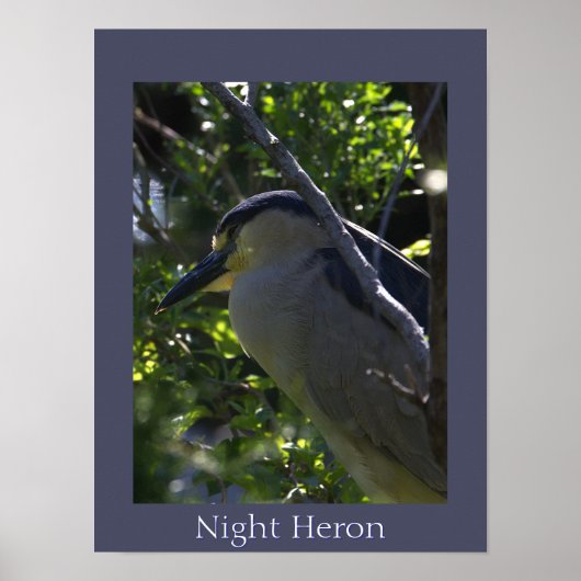 Night Heron Foto Poster (Voorkant)