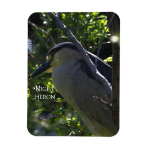 Night Heron-fotomagneet Magneet