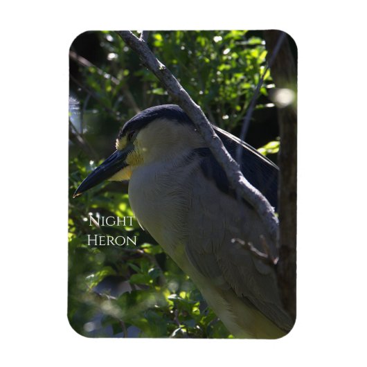 Night Heron-fotomagneet Magneet (Verticaal)