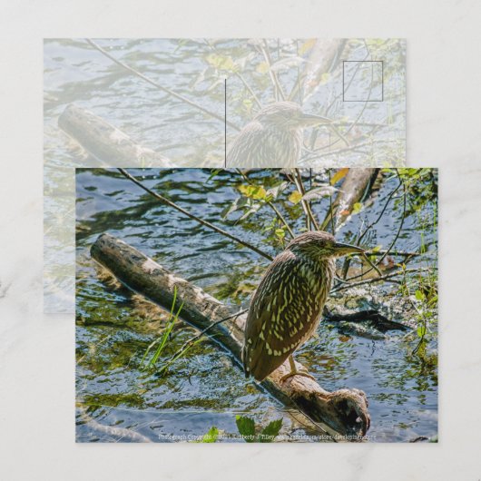 Night Heron jv Briefkaart (Voorkant / Achterkant)