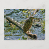 Night Heron jv Briefkaart (Voorkant)