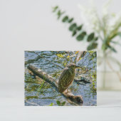 Night Heron jv Briefkaart (Staand voorkant)