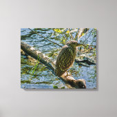 Night Heron jv Canvas Afdruk (Voorkant)