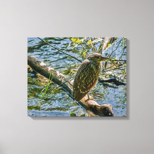 Night Heron jv Canvas Afdruk