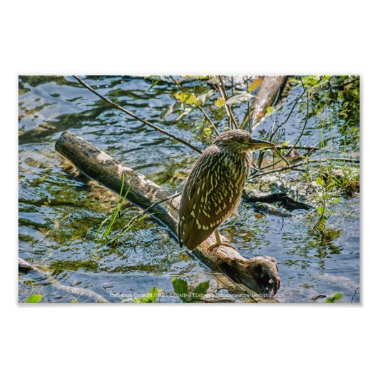 Night Heron jv Foto Afdruk (Voorkant)