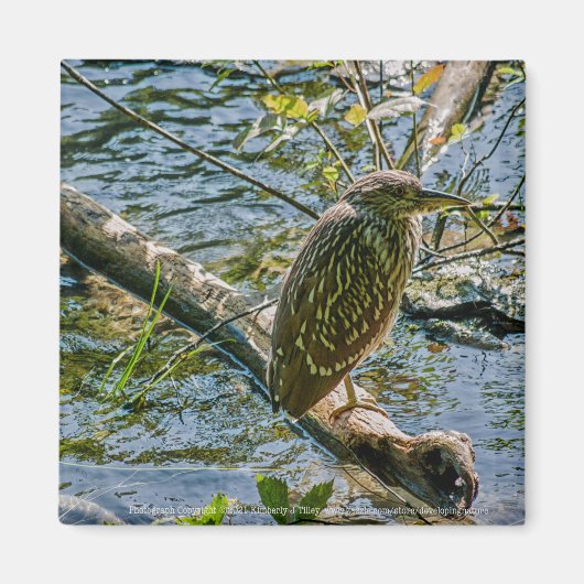 Night Heron jv Magneet (Voorkant)