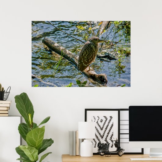Night Heron jv Poster (Thuiskantoor)
