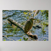 Night Heron jv Poster (Voorkant)