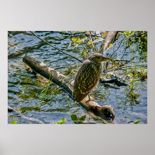 Night Heron jv Poster (Voorkant)