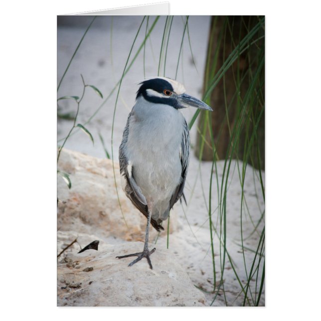 Night Heron-kaart (Voorkant)