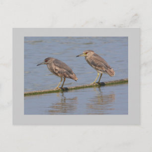 Night Herons Briefkaart