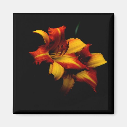 Night Lily... Magneet (Voorkant)