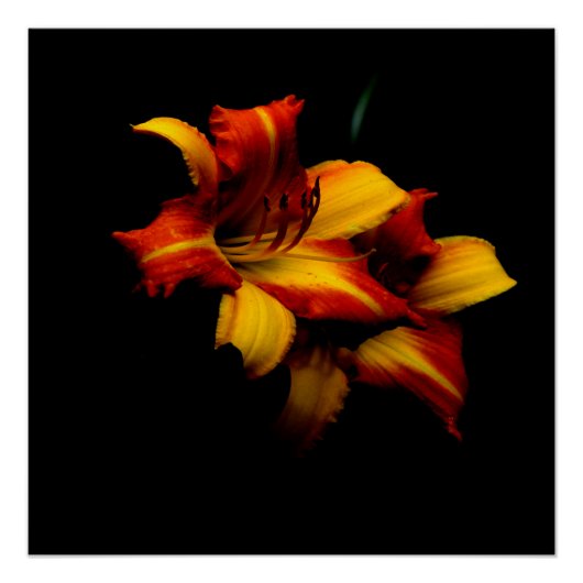 Night Lily... Poster (Voorkant)