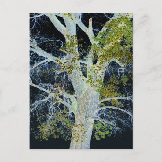"Night Tree" Digitaal gewijzigd afbeelding van str Briefkaart (Voorkant)
