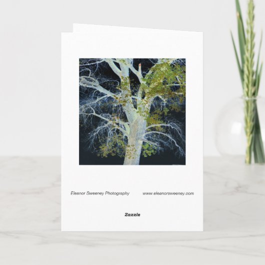 "Night Tree" Digitaal gewijzigd afbeelding van str Kaart (Achterkant)