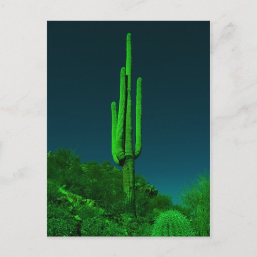 Night Vision Cactus Briefkaart (Voorkant)