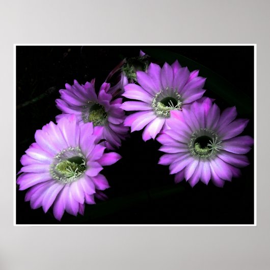 NightBloom Poster (Voorkant)