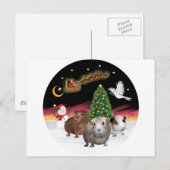 NightFlight - 3 cavia's Briefkaart (Voorkant / Achterkant)