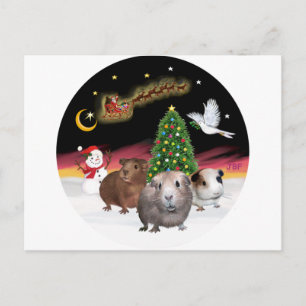 NightFlight - 3 cavia's Briefkaart