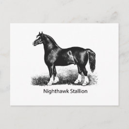 Nighthawk StallionProduct Geselecteerd Meerdere Briefkaart