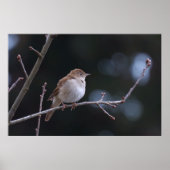 Nightingale Poster (Voorkant)