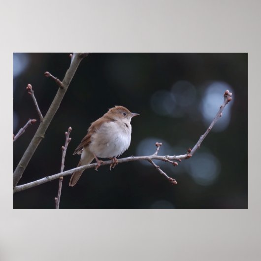 Nightingale Poster (Voorkant)