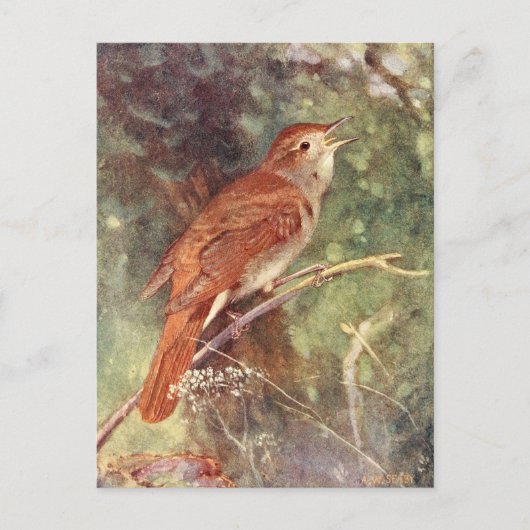 Nightingale Singing Briefkaart (Voorkant)