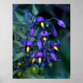 Nightshade Plant, mooi en giftig Poster (Voorkant)