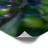 Nightshade Plant, mooi en giftig Poster (Hoek)