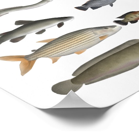 Nijlbekken Visgroep Poster (Hoek)