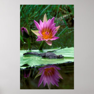 Nijlkaaiman (Crocodylus Niloticus) Jong Poster