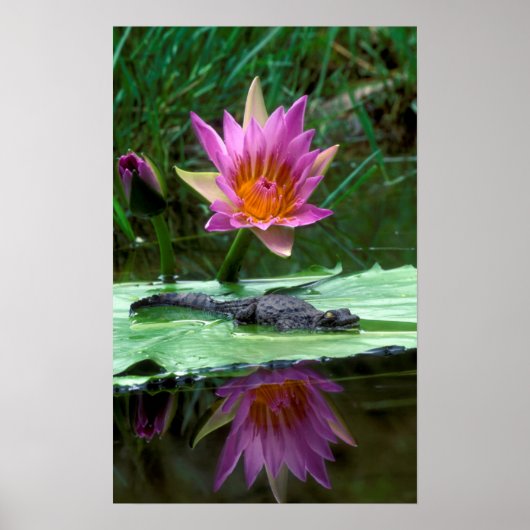 Nijlkaaiman (Crocodylus Niloticus) Jong Poster (Voorkant)