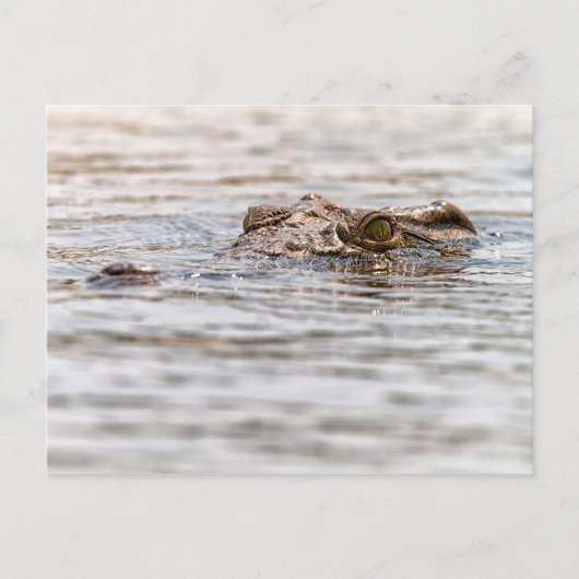 Nijlkrokodil Briefkaart (Voorkant)