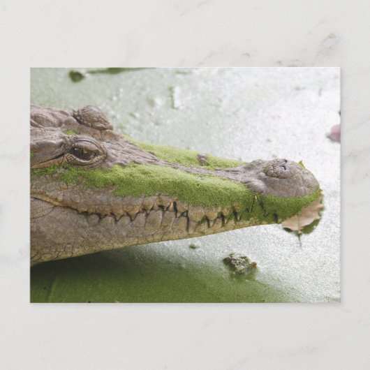 Nijlkrokodil Briefkaart (Voorkant)