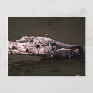 Nijlkrokodil Briefkaart