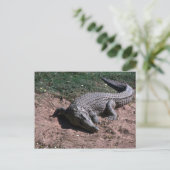 Nijlkrokodil Briefkaart (Staand voorkant)
