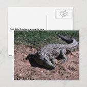Nijlkrokodil Briefkaart (Voorkant / Achterkant)