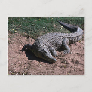 Nijlkrokodil Briefkaart