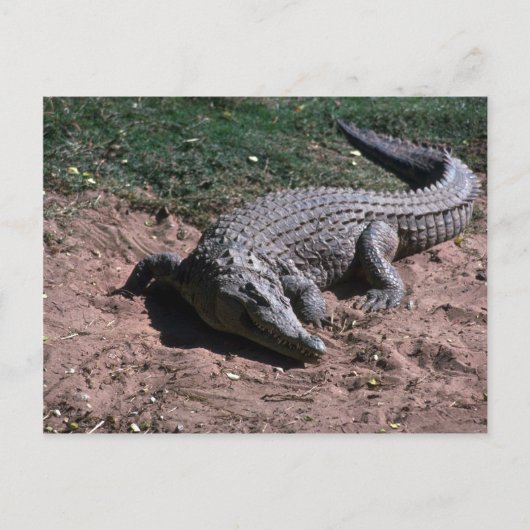 Nijlkrokodil Briefkaart (Voorkant)