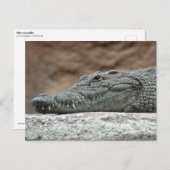 Nijlkrokodil Briefkaart (Voorkant / Achterkant)