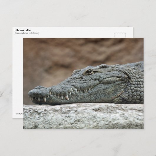 Nijlkrokodil Briefkaart (Voorkant / Achterkant)