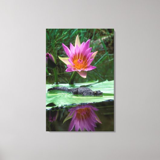 Nijlkrokodil (Crocodylus Niloticus) Hatchling Canvas Afdruk (Voorkant)